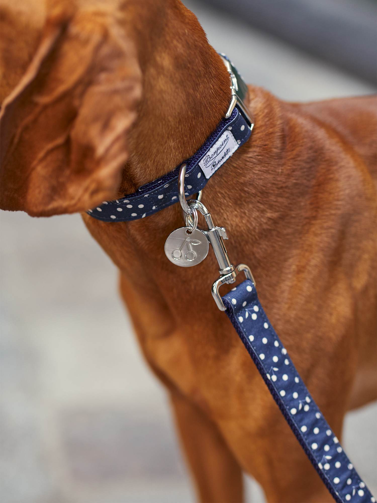 Pet | Dog Collar | Navy