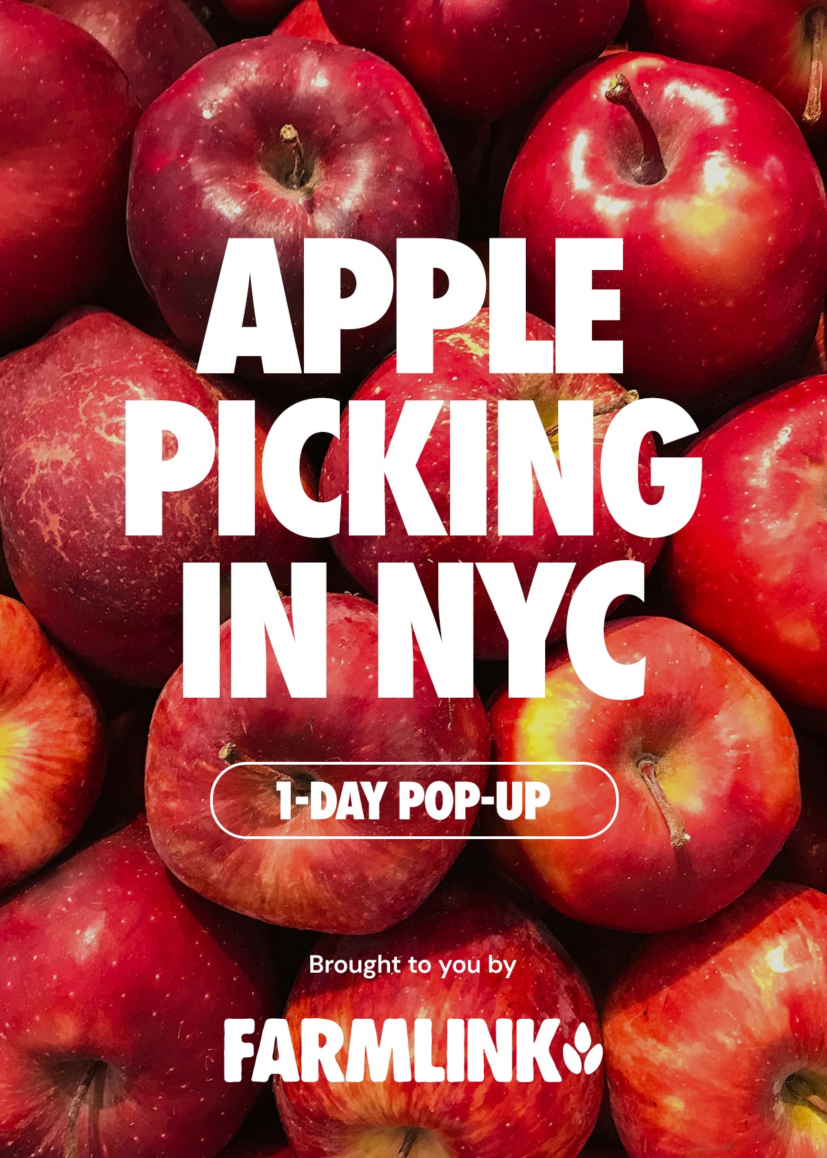 Apple Picking in NYC by The Farmlink Project